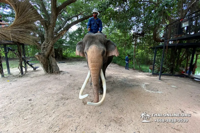 Pattaya Elephant Village and Elephant Camp, Thailand elephant rides - photo 2