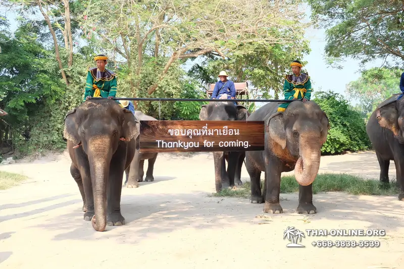 Pattaya Elephant Village and Elephant Camp, Thailand elephant rides - photo 20