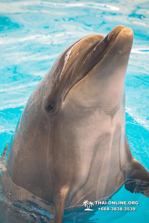 Pattaya Dolphinarium excursion in Thailand photo 33