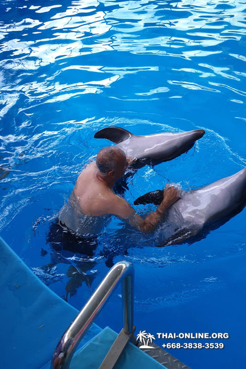 Pattaya Dolphinarium excursion in Thailand photo 27