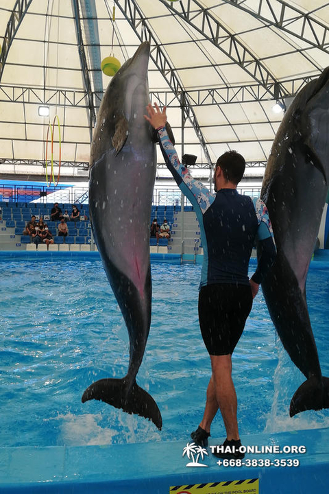 Pattaya Dolphinarium excursion in Thailand photo 12