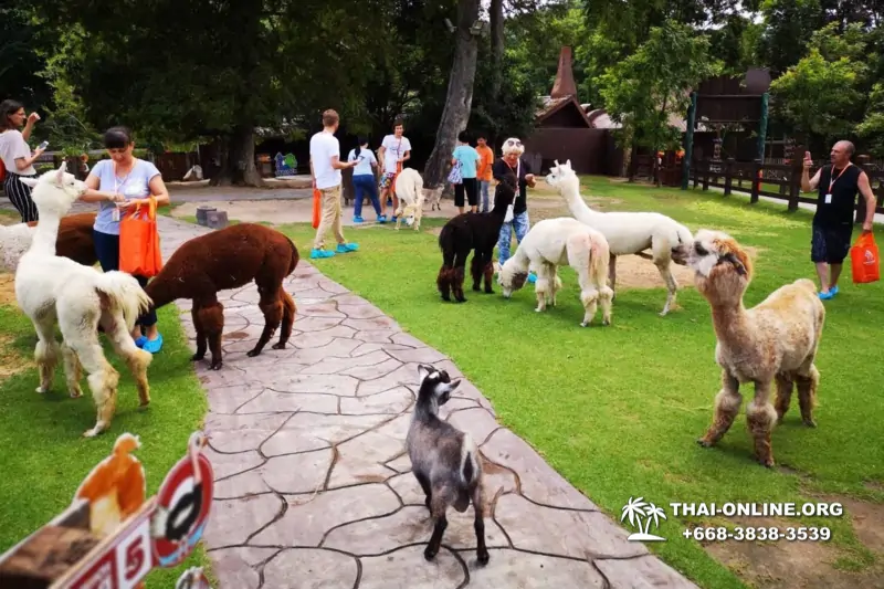 Alpaca Park and Land of the Kings guided tour from Pattaya to Ratchaburi Thailand - photo 33